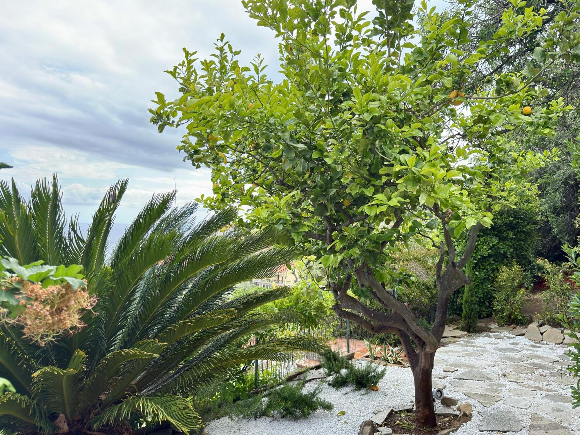 Villa Cielo Costarainera Dış mekan fotoğraf